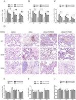 IL-17A Antibody in Flow Cytometry (Flow)