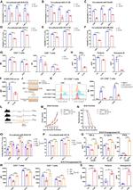 CD44 Antibody in Flow Cytometry (Flow)