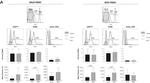 CD11a (LFA-1alpha) Antibody in Flow Cytometry (Flow)