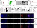 CD11c Antibody in Flow Cytometry (Flow)