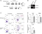 CD11c Antibody in Flow Cytometry (Flow)