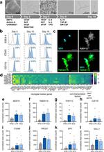 CD11b Antibody in Flow Cytometry (Flow)