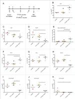 CD3e Antibody in Flow Cytometry (Flow)