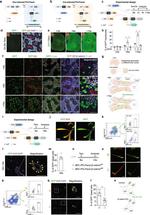 CD29 (Integrin beta 1) Antibody in Flow Cytometry (Flow)