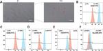 CD105 (Endoglin) Antibody in Flow Cytometry (Flow)