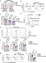 c-MAF Antibody in Flow Cytometry (Flow)