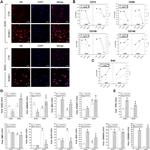 CD73 Antibody in Flow Cytometry (Flow)