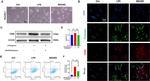 CD86 (B7-2) Antibody in Flow Cytometry (Flow)