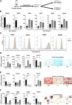 CD105 (Endoglin) Antibody in Flow Cytometry (Flow)