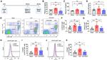 CD115 (c-fms) Antibody in Flow Cytometry (Flow)