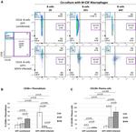 CD138 (Syndecan-1) Antibody in Flow Cytometry (Flow)