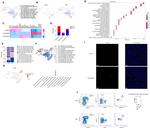 iNOS Antibody in Flow Cytometry (Flow)