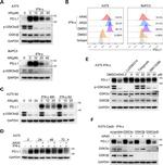 CD274 (PD-L1, B7-H1) Antibody in Flow Cytometry (Flow)