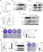 CD274 (PD-L1, B7-H1) Antibody in Flow Cytometry (Flow)