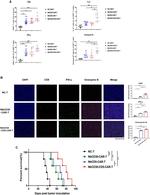 IFN gamma Antibody in Flow Cytometry (Flow)