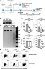 IL-17A Antibody in Flow Cytometry (Flow)