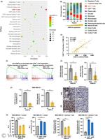 IFN gamma Antibody in Flow Cytometry (Flow)