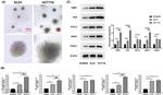 SNAIL Antibody in Western Blot (WB)