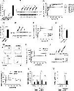 CD117 (c-Kit) Antibody in Flow Cytometry (Flow)