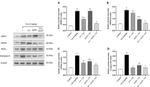 RIP1 Antibody in Western Blot (WB)