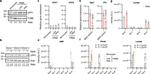 beta Tubulin Loading Control Antibody in Western Blot (WB)