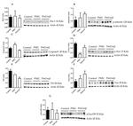 alpha Synuclein Antibody in Western Blot (WB)