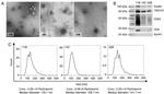 CD9 Antibody in Western Blot (WB)