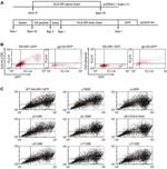 CD4 Antibody in Flow Cytometry (Flow)