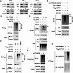 RIP1 Antibody in Western Blot, Immunoprecipitation (WB, IP)