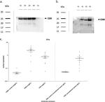 CD81 Antibody in Western Blot (WB)