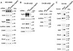 Synaptophysin Antibody in Western Blot (WB)