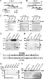 6x-His Tag Antibody in Western Blot (WB)