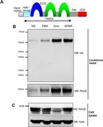 HisG Epitope Tag Antibody in Western Blot (WB)