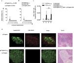 CD8a Antibody in Flow Cytometry (Flow)