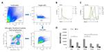 MHC Class II (I-A/I-E) Antibody in Flow Cytometry (Flow)