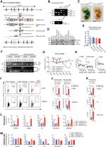 CD45.1 Antibody in Flow Cytometry (Flow)