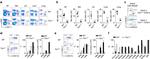 CD335 (NKp46) Antibody in Flow Cytometry (Flow)