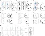 NK1.1 Antibody in Flow Cytometry (Flow)