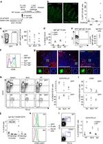 CD73 Antibody in Flow Cytometry (Flow)