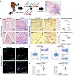 CD140a (PDGFRA) Antibody in Immunohistochemistry, Flow Cytometry (IHC, Flow)