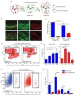 CD24 Antibody in Flow Cytometry (Flow)