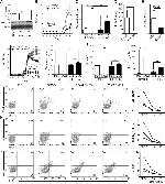 IL-17A Antibody in Flow Cytometry, ELISA (Flow, ELISA)