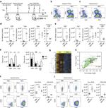 CD45.2 Antibody in Flow Cytometry (Flow)