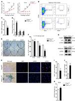 Ly-6A/E (Sca-1) Antibody in Flow Cytometry (Flow)