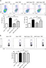 IL-17A Antibody in Flow Cytometry (Flow)