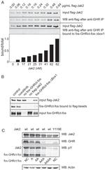 JAK2 Antibody in Western Blot (WB)