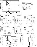 NK1.1 Antibody in Flow Cytometry (Flow)