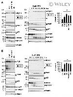 p23 Antibody in Western Blot (WB)