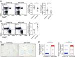 CD62L (L-Selectin) Antibody in Flow Cytometry (Flow)