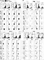 CD8a Antibody in Flow Cytometry (Flow)